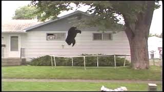 Bears Play On Backyard Trampoline 🐻 [upl. by Polky]