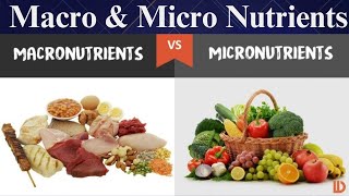 What are micronutrients and macronutrients diet and Nutrition [upl. by Godard]