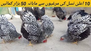 Poultry Farming Business  فینسی مرغیوں کا کاروبار  Silver Laced Whyndotte [upl. by Gelya765]