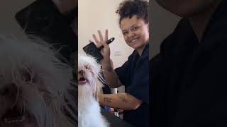 Ele não é só um tosador é artistaShih tzu é uma raça de pequenos cães de companhia de pelo longo [upl. by Notgnimer41]