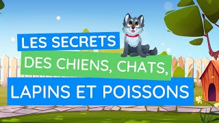 Les animaux domestiques  chiens chats lapins et poissons [upl. by Lehcor]