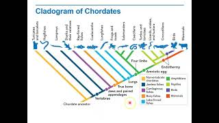 Biology Lecture 9 2E Cladogram of Chordates [upl. by Cloutman810]