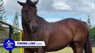 FIRING LINE Line of David  Sister Blues by Hold for Gold COOL SUMMER FARM FEATURED STALLION 2024 [upl. by Santos]