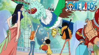 Straw Hats Reunite After 2 Years  One Piece [upl. by Conlon]