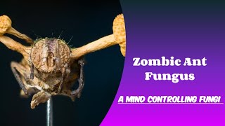 Zombie Ant Fungus  Animal Planet  Discovery  Wildlife Facts  A Mind Controlling Fungus [upl. by Navinod]