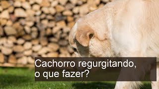 Cachorro regurgitando o que fazer [upl. by Einahpit]