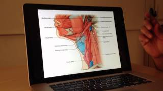 Vascular Anatomy 1 of 4 Carotid and Vertebrobasilar Systems  Head and Neck Anatomy 101 [upl. by Bysshe224]