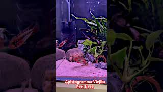 Apistogramma Viejita Red Neck Group [upl. by Ahsenit89]