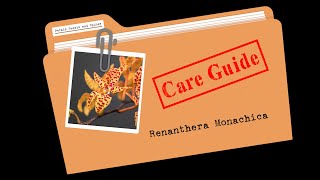 Care Guides  Renanthera monachica  CareCollab [upl. by Anilos632]