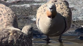 Ganga ortega Pterocles orientalis Blackbellied Sandgrouse [upl. by Nahtiek]