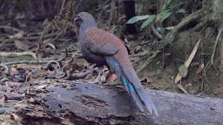 Mountain Peacockpheasant calling and foraging [upl. by Zzabahs]