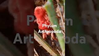 PHYLUM ARTHROPODA [upl. by Rasecoiluj]