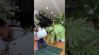 Repotting my Massive Monstera Deliciosa houseplants indoorplants plantlife [upl. by Gnaw458]