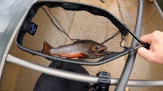 BWCAW October Brook Trout  October 2023 [upl. by Naam]