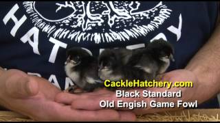 Black Standard Old English Game Fowl Chicken Breed  Cackle Hatchery [upl. by Esyak590]