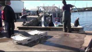 Landing a 1000 lbs Bluefin Tuna East Coast of Prince Edward Island Canada [upl. by Anomis171]