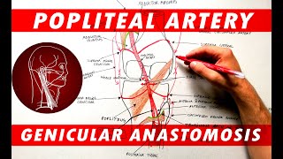 The Popliteal Artery branches amp genicular anastomosis [upl. by Redvers]