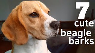 7 Cute Beagle Barks [upl. by Adnohral]