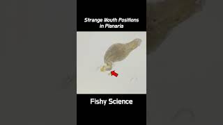 How Planarians Eat Their Feeds shorts [upl. by Eniortna]