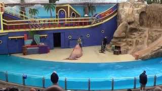 SeaWorld Orlando  Clyde and Seamore Take Pirate Island  CompleteFull video [upl. by Ingrid594]