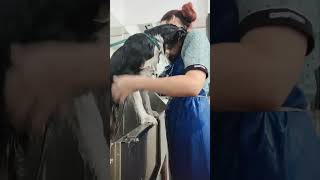 Loving Groomer Comforts Startled Dog During Shower [upl. by Middle]