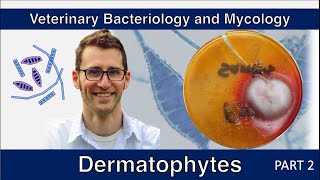 Dermatophytes Part 2  Veterinary Bacteriology and Mycology [upl. by Neehahs]