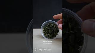 BUCEPHALANDRA THEIA RED 🌱 🔴 aquabota aquascape bucephalandra theiared [upl. by Piper497]