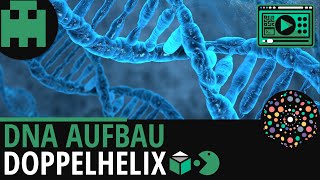 DNA Aufbau│Biologie Lernvideo Learning Level Up [upl. by Jaclin917]