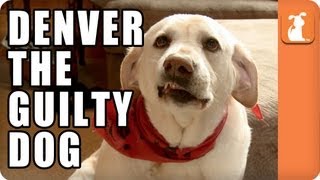 Denver the Guilty Dog  Memed [upl. by Minette]