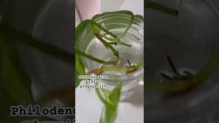 Rare beautiful plant philodendron brasil propagation… shorts plantsgardeningphilodendron dendron [upl. by Nnylakcaj]