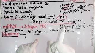 Fertilization in Human  Human Reproduction  Nursing Lecture [upl. by Gussman]