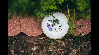 Collecting and Saving Borage Seeds [upl. by Lilybelle]