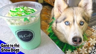 How to Make a Shamrock Shake for Dogs  DIY Dog Treats Recipe 96  St Patricks Day Dog Treats [upl. by Hartman]