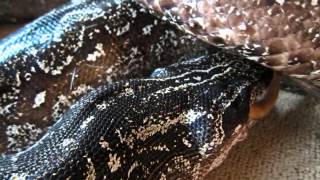 Snakes Strong Feeding Aggression Feeding Video [upl. by Salter656]