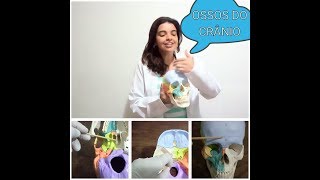 Vídeo Aula Prática ossos do cranio e pontos craniométricos [upl. by Arahsat]