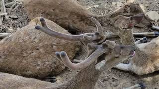 These deer are very beautiful they eat grass [upl. by Zaria]