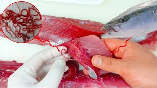 Worm Parasites in Fish Yellowtail Everything you need to know about P seriolae [upl. by Margot541]