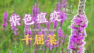 千屈菜  紫色瘟疫【天冬博物日志】 [upl. by Harrietta]