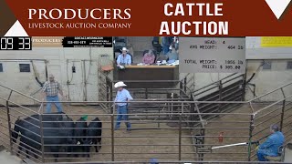 5232024  Producers Livestock Auction Company  Cattle Auction [upl. by Nessaj]