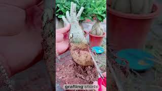 Flower tree roots cleaning  grafting shorts [upl. by Patti]