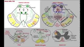 Midbrain simplified sections of internal structure [upl. by Ielak240]