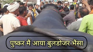 पुष्कर में आया बुलडोजर भैंसा  hariyana ka buffalo bholu  pushkar pashu mela 2023 [upl. by Aderfla]