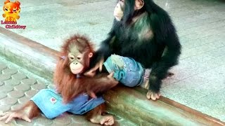 OhhhChimpanzee want to play with younger Orangutan [upl. by Januisz]