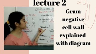 Gram negative cell wall with diagram [upl. by Idnam301]