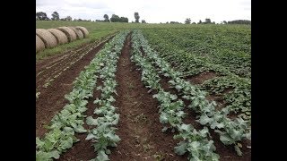 RidgeTill Vegetable Production  Farminar [upl. by Eniawtna186]