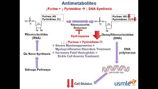 Antimetabolites [upl. by Oicirtap]