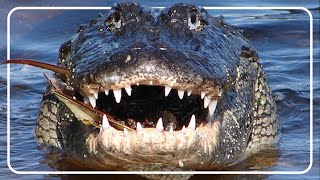 The Mighty Crocodiles Of The Billabong [upl. by Dolphin]