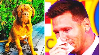 This is What Happened to Messi dog  Hulk 😭 [upl. by Fabron244]