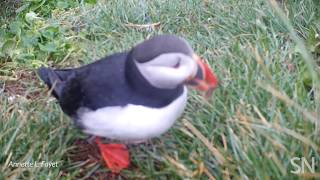 Watch a puffin use a stick as a featherscratching tool  Science News [upl. by Ecinev]