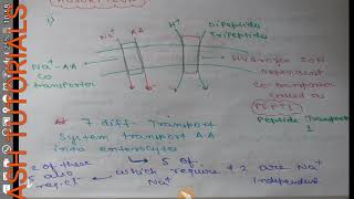 ABSORPTION OF AMINO ACIDS DIPEPTIDES TRIPEPTIDESANTIGENFUNCTION OF M CELLS [upl. by Ttesil311]